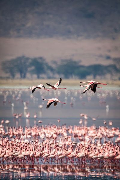 Lesser flamingos rest and feed in Lake Magadi inside Ngorongoro Crater-Tanzania